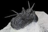 Devil Horned Cyphaspis Walteri Trilobite #89282-4